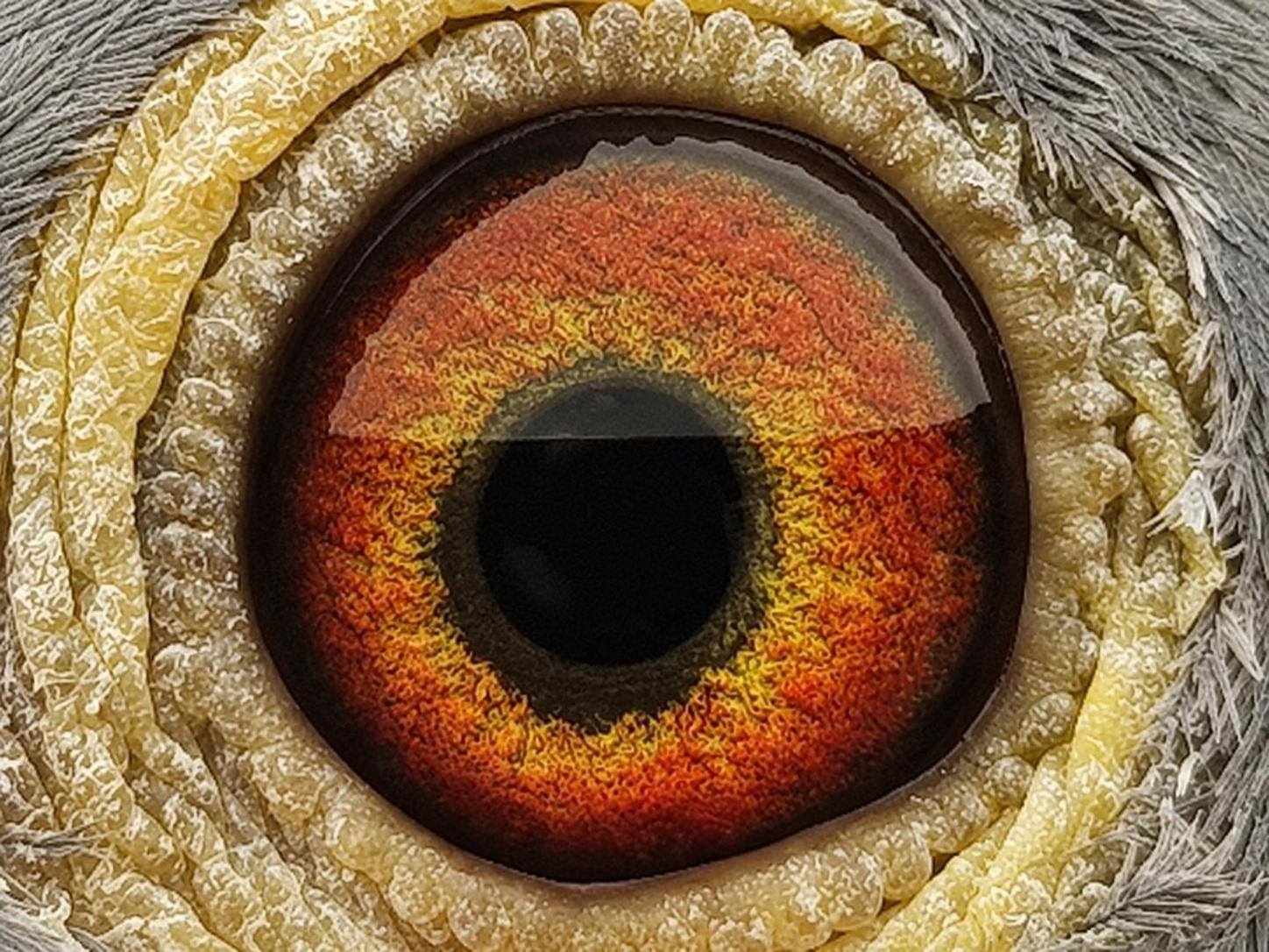 Pigeon eye